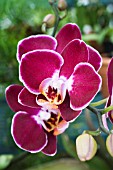 PHALAENOPSIS BLACK DEBORAH ELEGANT