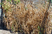 PISUM SATIVUM PARSLEY - SEED SAVING FOR HERITAGE SEED BANK