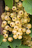 RIBES RUBRUM WHITE VERSAILLES