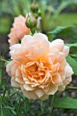 ROSA GRACE (AUSKEPPY)