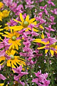 RUDBECKIA GREEN EYES & SALVIA HORMINIUM MARBLE ARCH ROSE