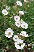 SILENE MARITIMA, CATCHFLY