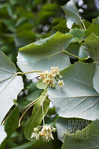 TILIA_PETIOLARIS