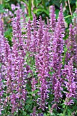 AGASTACHE ROSE MIST