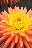 DAHLIA RUSKIN MYRA