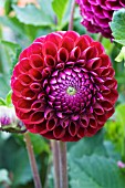 DAHLIA SUMMER KNIGHT