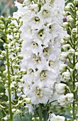 DELPHINIUM WHITE WITH BLACK BEE