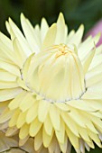 HELICHRYSUM MONSTROSUM SUMMER SOLSTICE LEMON