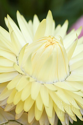 HELICHRYSUM_MONSTROSUM_SUMMER_SOLSTICE_LEMON