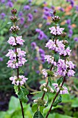 PHLOMIS TUBEROSA AMAZONE