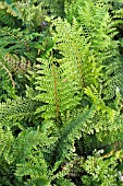 POLYSTICHUM SETIFERUM