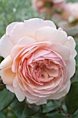 ROSA A SHROPSHIRE LAD (AUSLED)