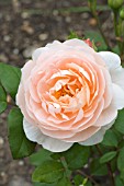 ROSA AMBRIDGE ROSE (AUSWONDER)