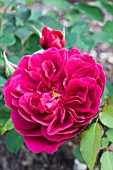 ROSA DARCEY BUSSELL (AUSDECORUM)