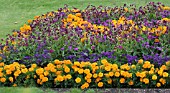 ORANGE AND PURPLE SUMMER BEDDING SCHEME