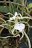 BRASSAVOLA NODOSA