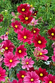 COSMOS GAZEBO RED