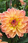 DAHLIA PAM HOWDER