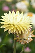 HELICHRYSUM MONSTROSUM SUMMER SOLSTICE LEMON