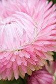 HELICHRYSUM MONSTROSUM SUMMER SOLSTICE PINK