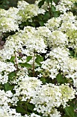 HYDRANGEA PANICULATA PHANTOM