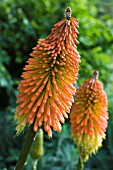 KNIPHOFIA UVARIA NOBILIS