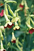 NICOTIANA TINKERBELL