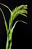 PANICUM MILIACEUM POACHER WHITE