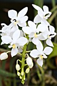 PHALAENOPSIS EQUESTRIS ALBA