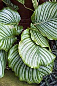 CALATHEA ORBICULATA