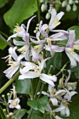 CLEMATIS X JOUINIANA
