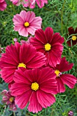 COSMOS GAZEBO RED