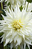 DAHLIA INCA DAMBUSTER