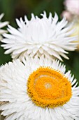 HELICHRYSUM MONSTROSUM SUMMER SOLSTICE WHITE