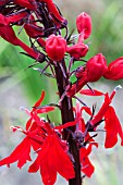 LOBELIA CARDINALIS