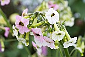 NICOTIANA MUTABILIS