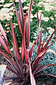 PHORMIUM DAZZLER IN MIXED BORDER