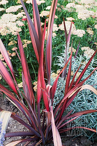 TRE14494- PHORMIUM 'DAZZLER' IN MIXED BORDER : Asset Details -Garden ...