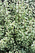 PITTOSPORUM OLIVER TWIST