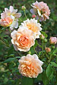 ROSA GRACE (AUSKEPPY)