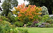 ACER PALMATUM SANGO-KAKU