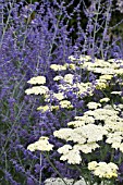 ACHILLEA CREDO & PEROVSKIA ATRIPLICIFOLIA