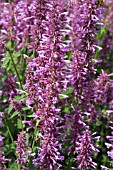 AGASTACHE ROSE MIST