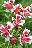 ALSTROEMERIA DANDY CANDY