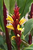 CAUTLEYA SPICATA ARUN FLAME