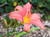 HEMEROCALLIS PINK DAMASK