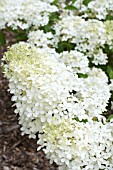 HYDRANGEA PANICULATA PHANTOM