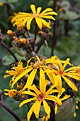 LIGULARIA DENTATA DESDEMONA