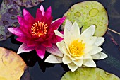 NYMPHAEA PYGMAEA RUBRA & MARLIACEA CHROMATELLA