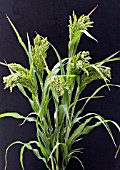 PANICUM MILIACEUM POACHER WHITE